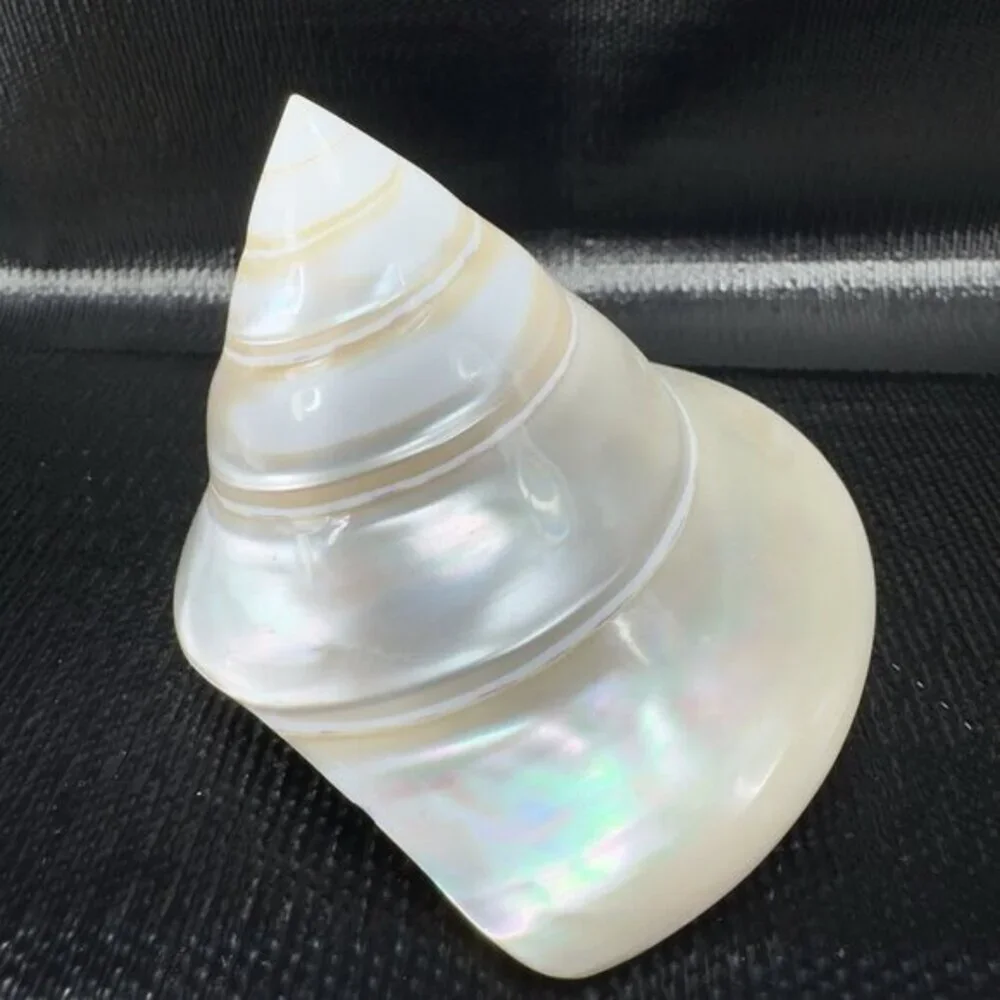 Natural Abalone Shell Iridescent Smooth Niloticus Trochus Pearl Sea Shell Decor‎